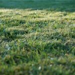 Making mature garden borders work